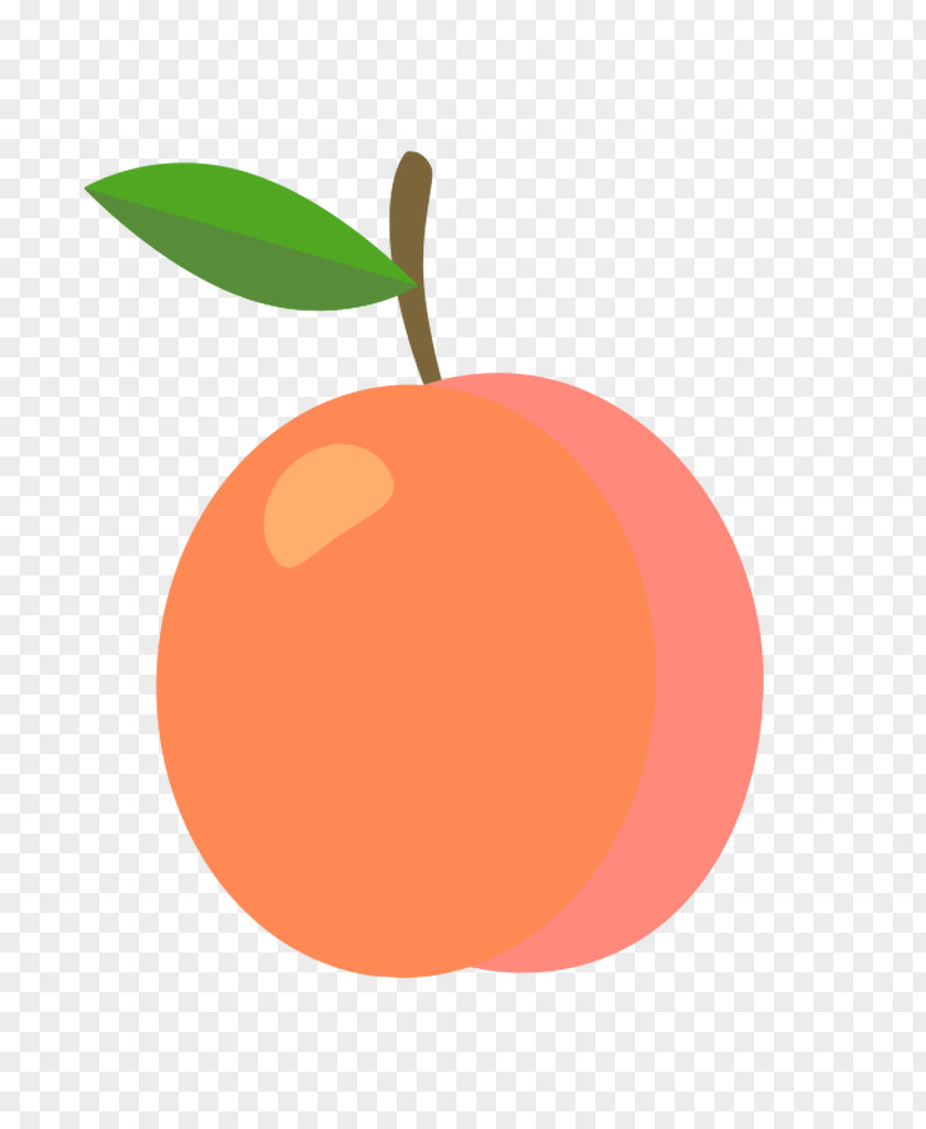 Fruit Anatomy Grapefruit Saint-Mamet Apricot Exotique PNG