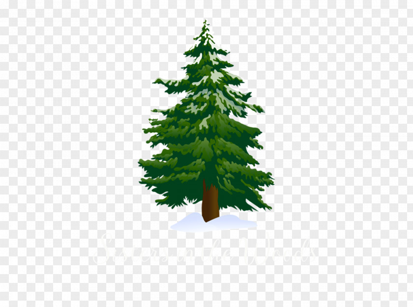 Juniper Columbian Spruce Christmas And New Year Background PNG