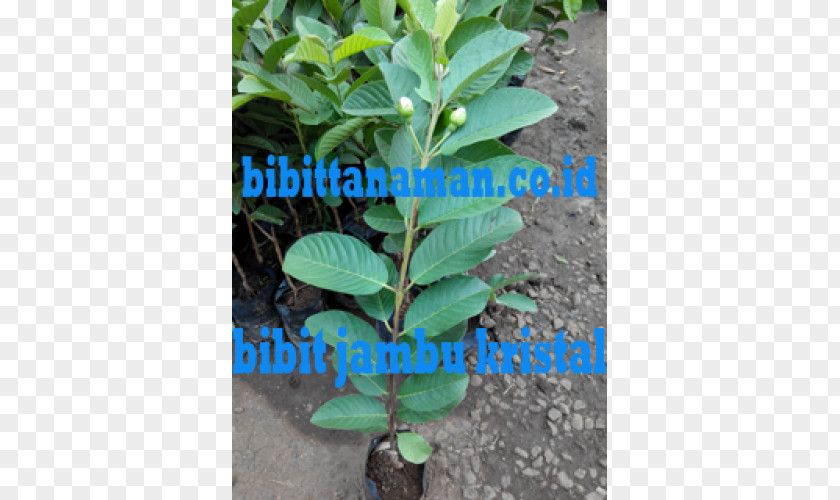 Leaf Bay Laurel Herb Evergreen Shrub PNG