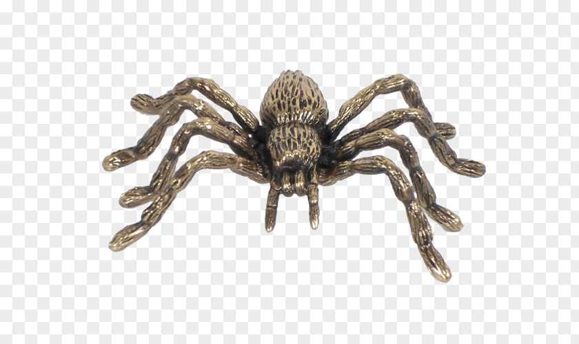 Spider Tarantula Wolf Insect PNG