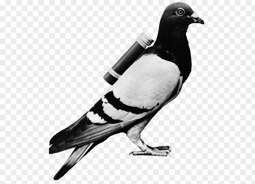 Carrier Pigeon Homing English Racing Homer Columbidae Bird PNG