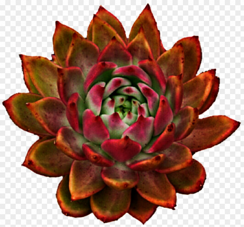 Suculent Succulent Plant Cactus Plants Echeveria Lilacina Molded Wax Agave PNG