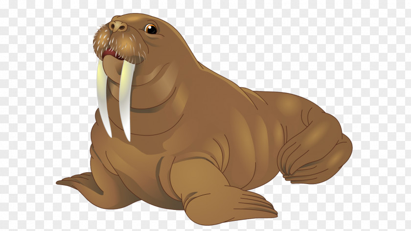 Walrus Sea Lion Earless Seal PNG