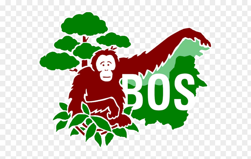 Orangutan Central Kalimantan Bornean Samboja Lestari Primate Borneo Survival PNG