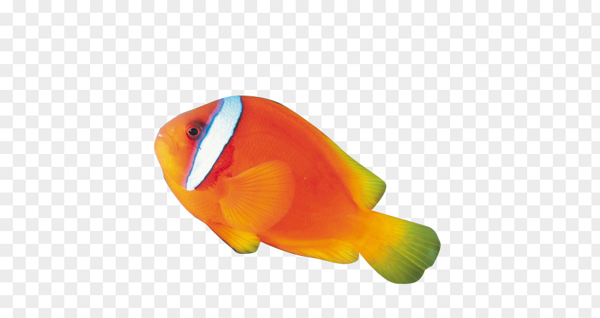 Ornamental Fish PNG