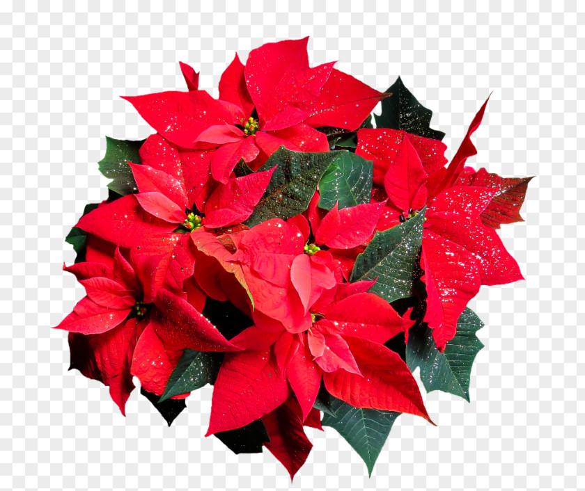 Youtube Poinsettia YouTube Message Clip Art PNG