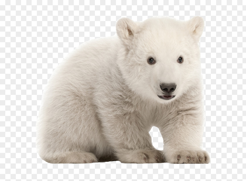 Animal Zoo Polar Bear Stock Photography PNG