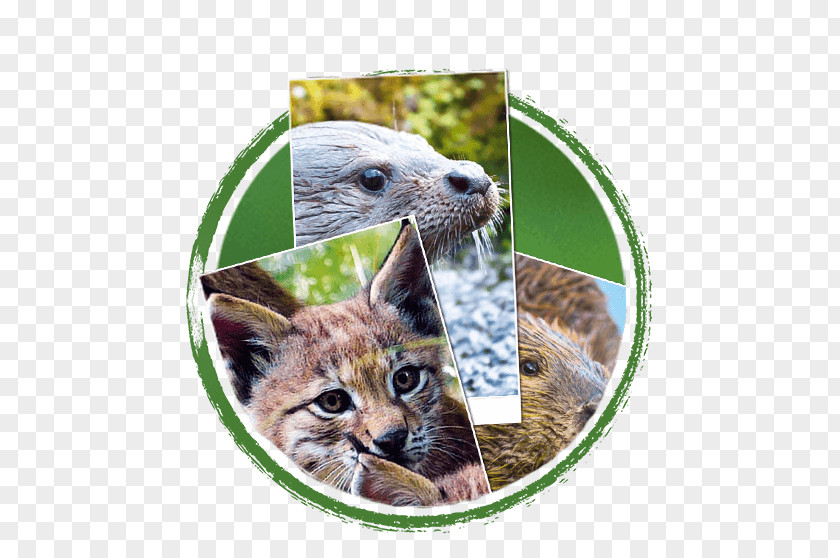 Cat Whiskers Snout Fauna Wildlife PNG
