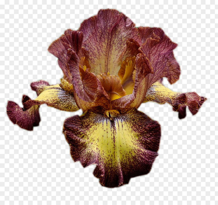 Irises Ohio Clip Art Garden Roses PNG