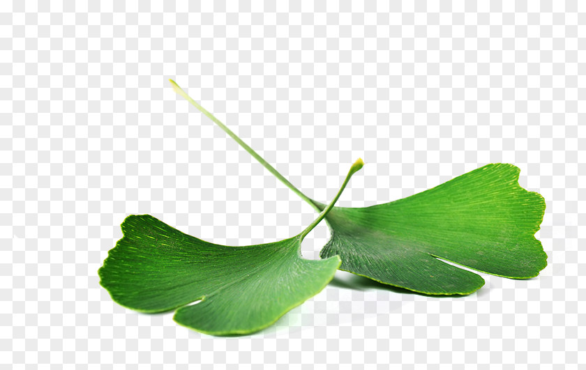 Leaf Ginkgo Biloba Health Food Nutrition PNG