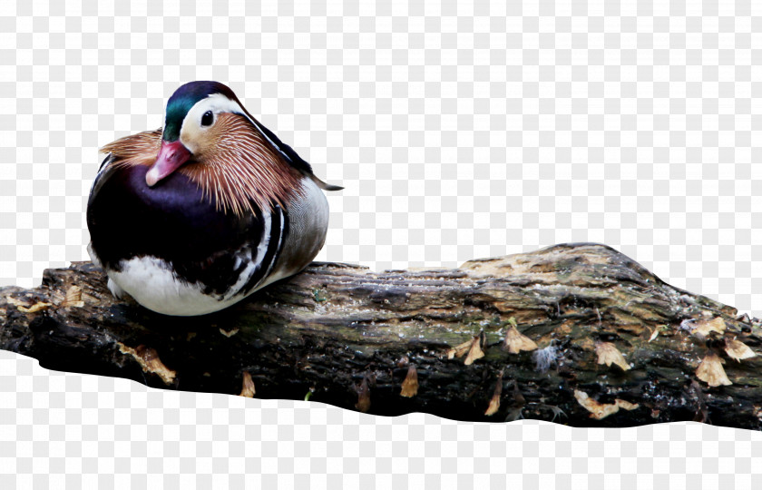 Mandarin Duck Plate Lying Bird PNG