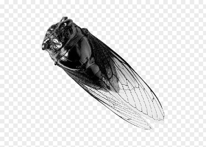 Black And White Onion Skin Insect Bird Cicadidae Wing Transparency Translucency PNG