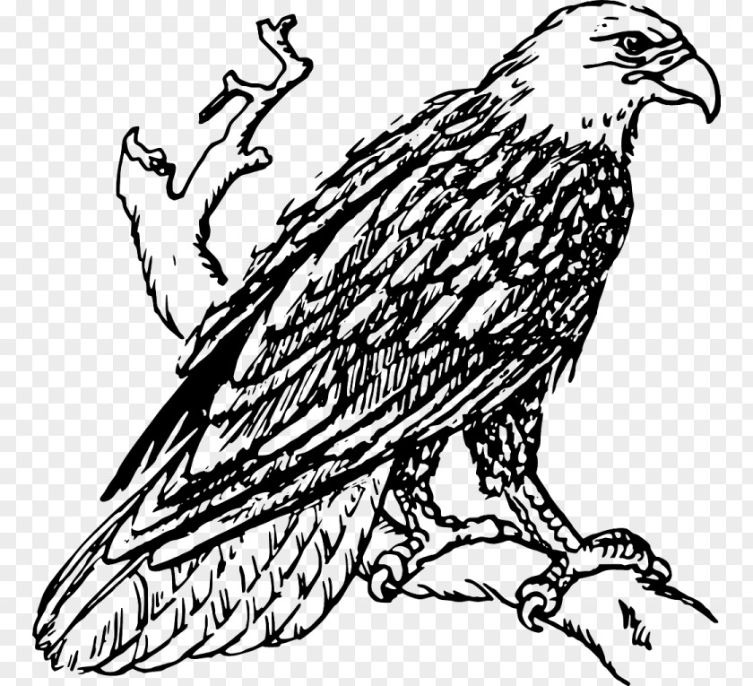 Eagle Bald White-tailed Golden Clip Art PNG
