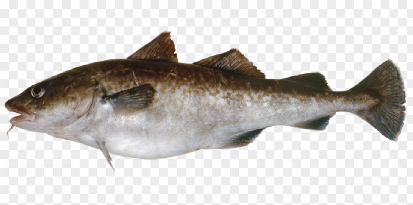 Fish Pacific Cod Chum Salmon Alaska Pollock Coho PNG