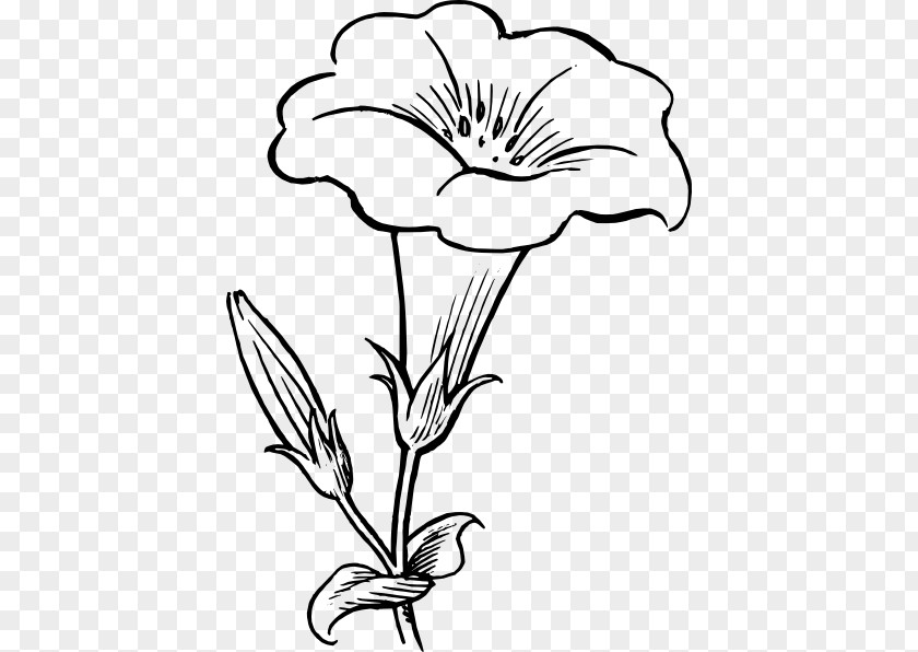 Flower Plant Black-and-white Petal Pedicel PNG