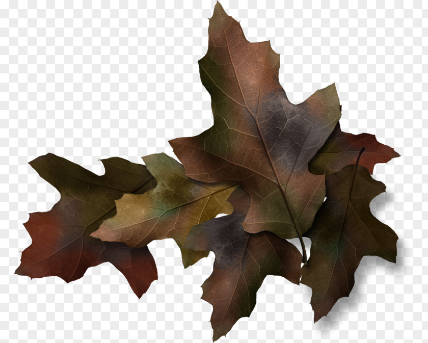 Leaf Twig Painting Branch PNG