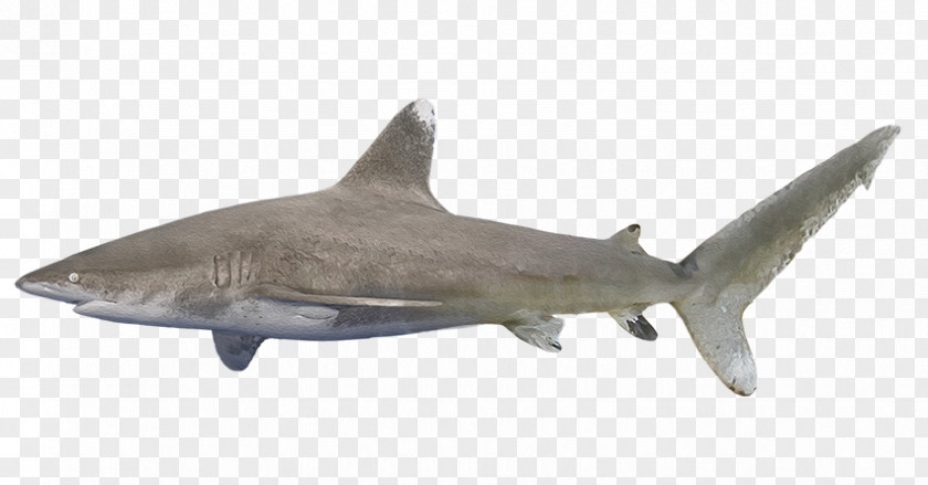 Oceanic Whitetip Shark Requiem Sharks Squaliform Fauna PNG