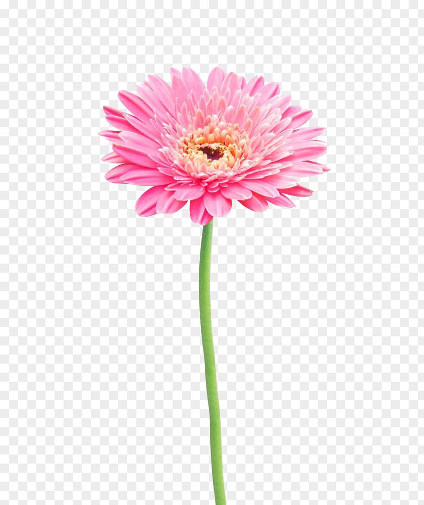 Pink Gerbera Flower Stock Photography Jamesonii Common Daisy PNG