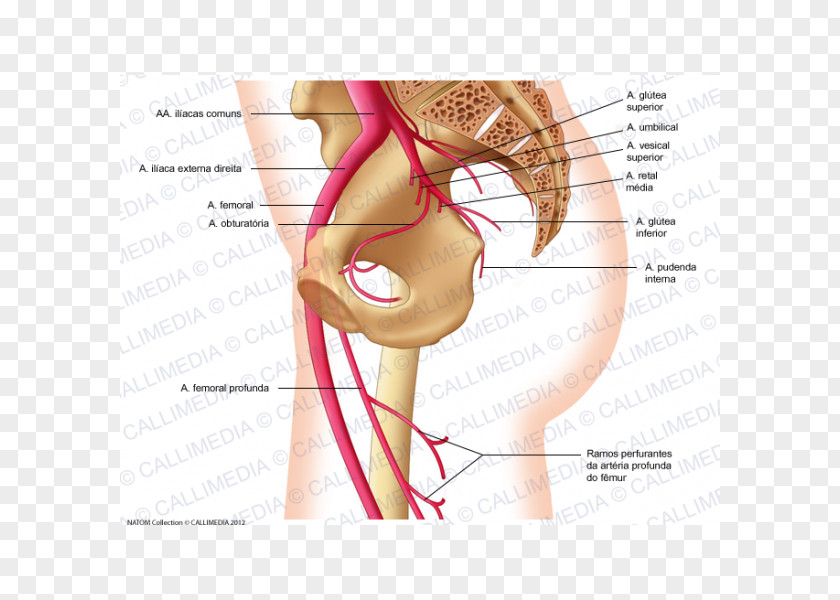 Polish Femoral Artery Internal Iliac Superior Gluteal Obturator PNG