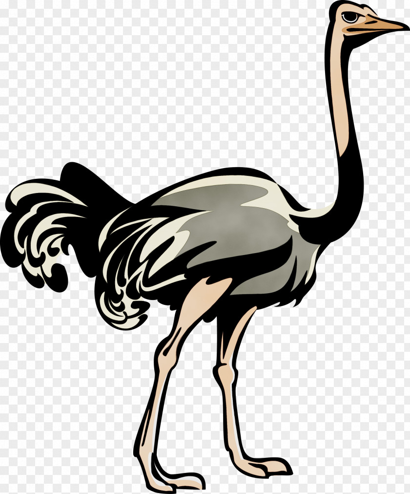 Wildlife Cranelike Bird Cartoon PNG