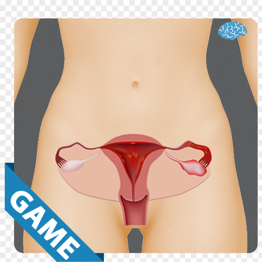 Woman Menstruation Menstrual Cramps Female Reproductive System Uterus Pelvic Inflammatory Disease PNG
