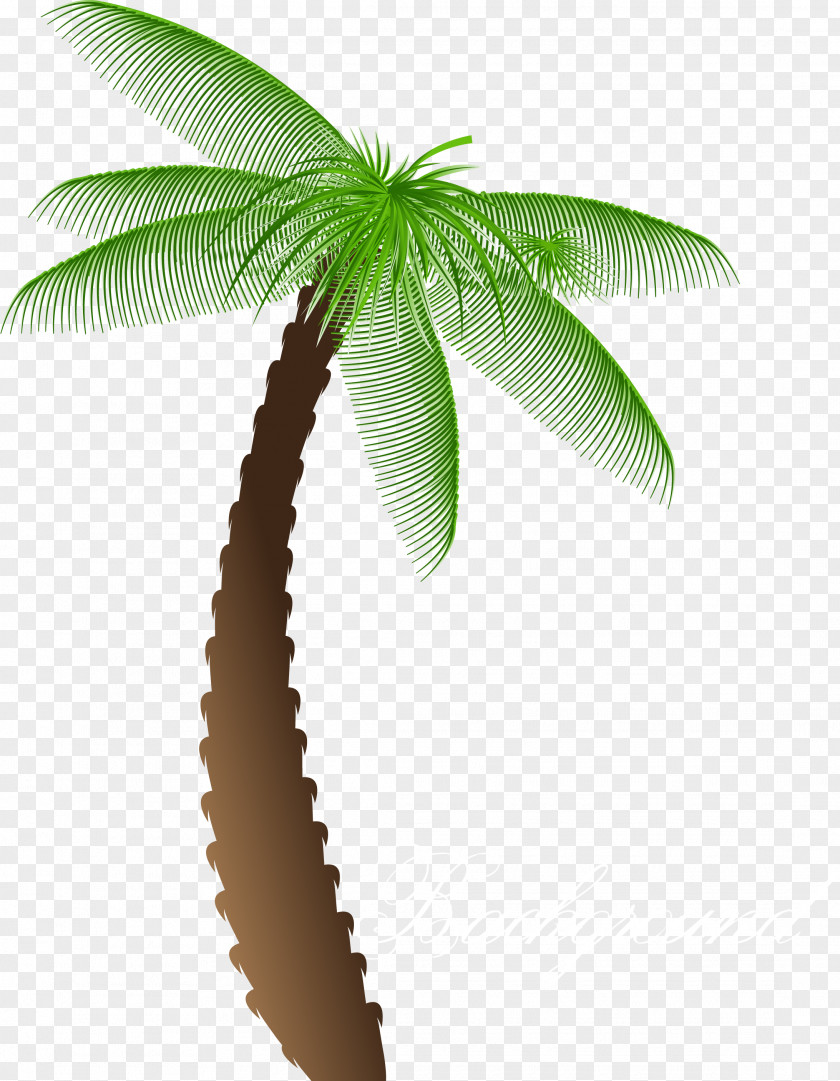 Cartoon Palm Tree Arecaceae PNG