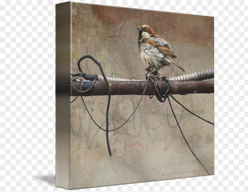 House Sparrow Bird Wire Art PNG