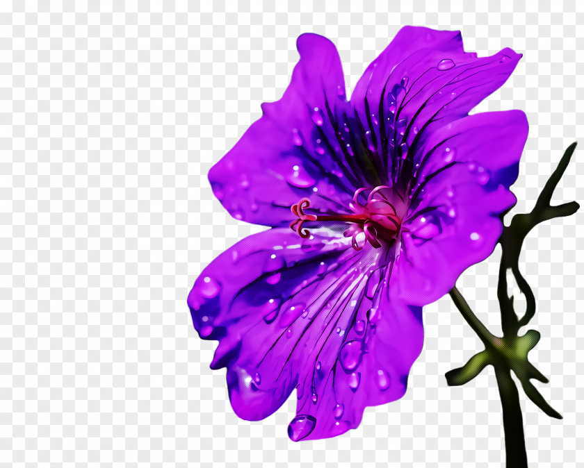 Petal Flower Purple Violet Plant PNG