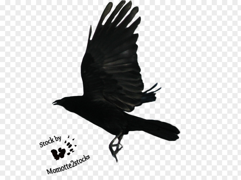 Raven Flying Transparent Image Drawing Clip Art PNG
