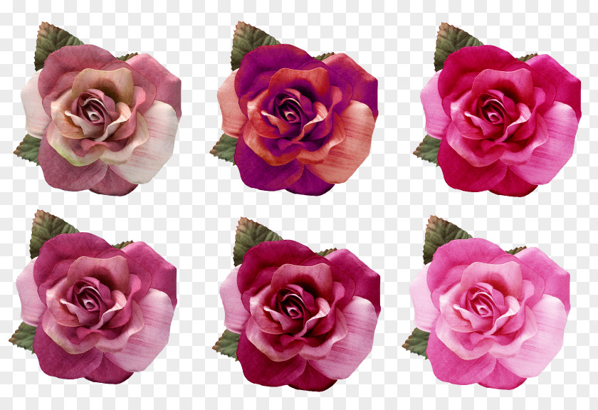 Roses Beach Rose Garden Centifolia Pink Blue PNG