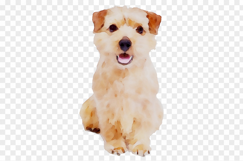 Schnoodle Maltese Dog Morkie Havanese Breed PNG
