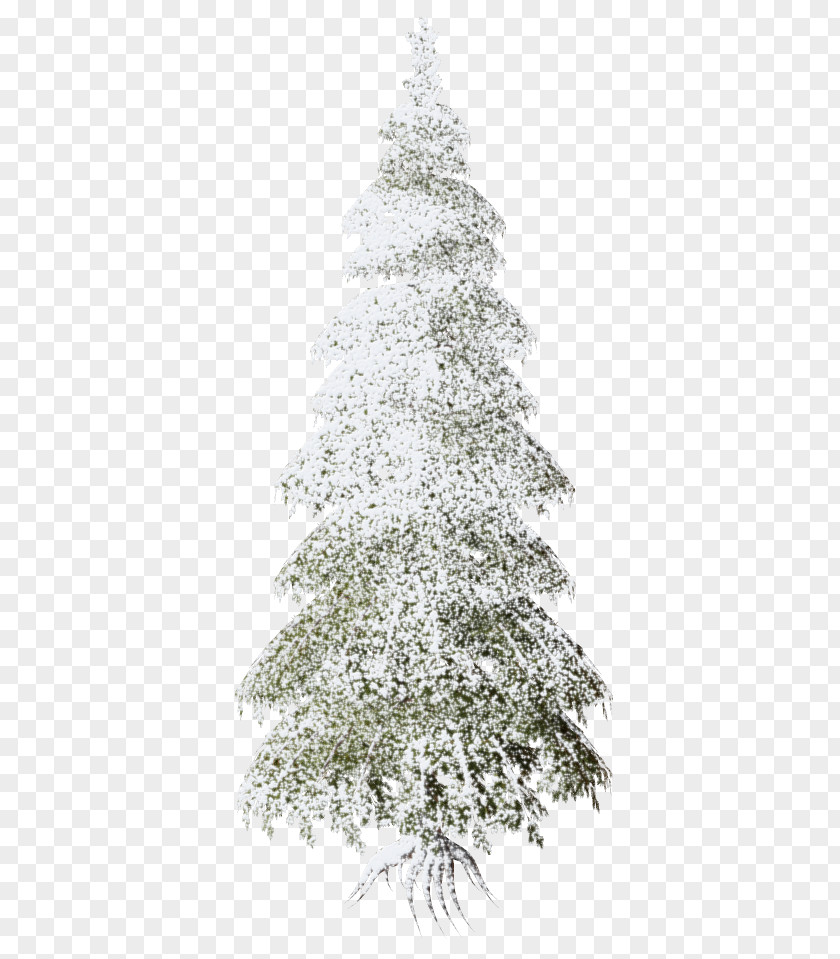 Christmas Tree Day Spruce Ornament PNG