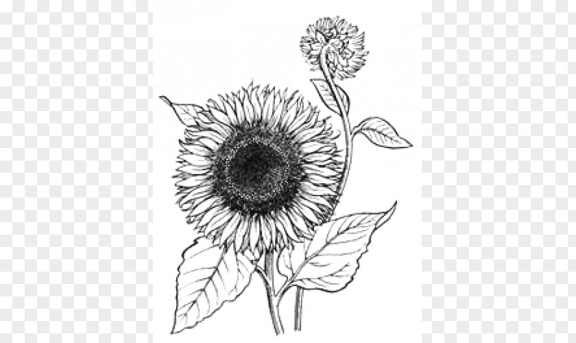 Flower Coloring Book Colouring Pages Clip Art Drawing PNG