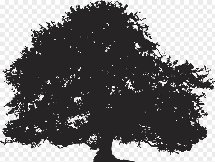 Tree Silhouette Oak Illustration PNG