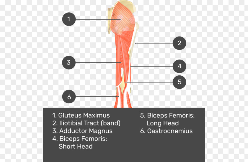 Adductor Muscles Of The Hip Biceps Femoris Muscle Rectus Quadratus Gluteus Maximus Gluteal PNG