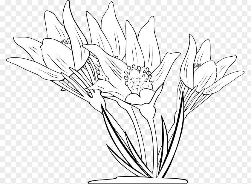Anemone Flower Coloring Book Clip Art PNG