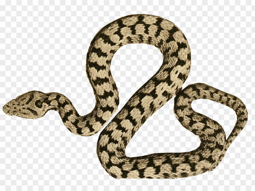Birds And Insects Rattlesnake Snakes Boa Constrictor Hognose Snake Vipers PNG