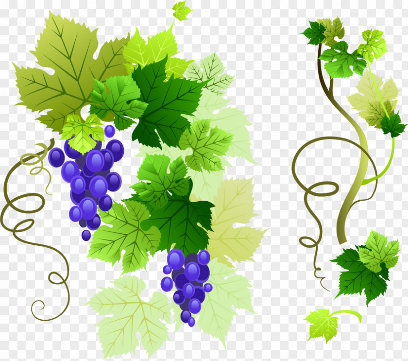 Grape Vine Vector Material Common Leaves Clip Art PNG