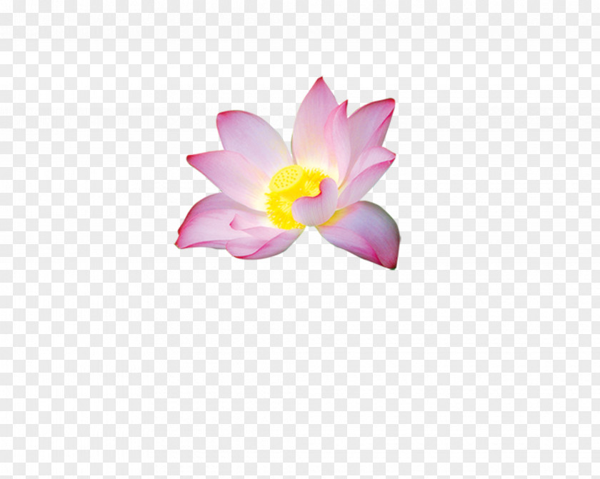 Lotus Petal Nelumbo Nucifera Flower PNG
