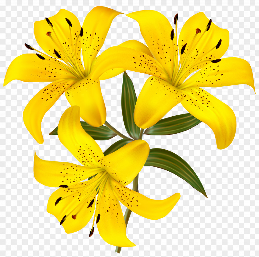 Yellow Lilies Clipart Picture Lilium Flower Hemerocallis Fulva Clip Art PNG