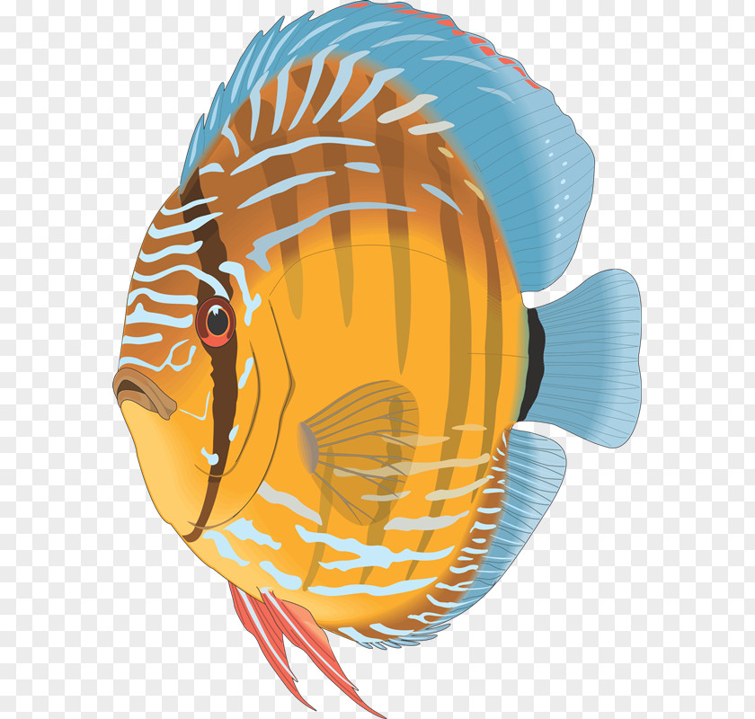 Yi Angelfish Discus Aquarium Tropical Fish PNG