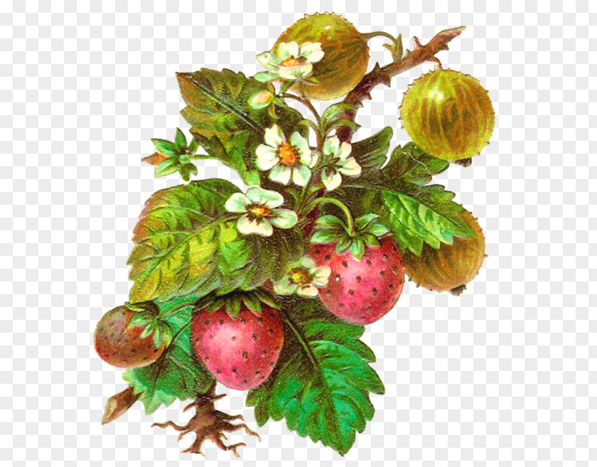 Juice Fruit Strawberry Berries Clip Art PNG