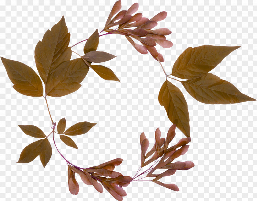 Leaf Frame Maple Clip Art PNG