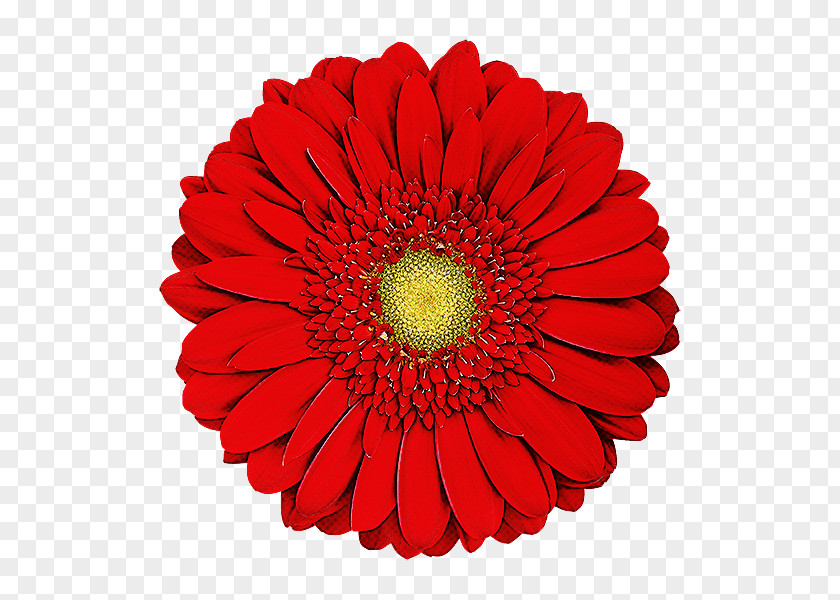 Flower Barberton Daisy Gerbera Petal Cut Flowers PNG