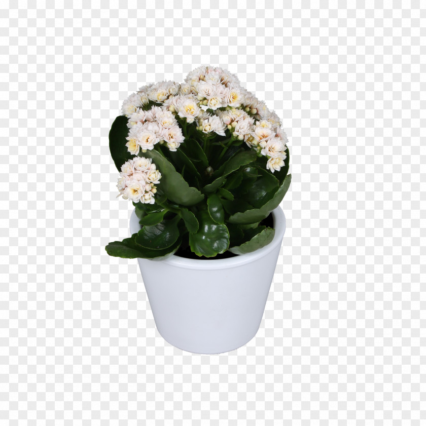 Flower Cut Flowers Flowerpot Artificial Flowering Plant PNG