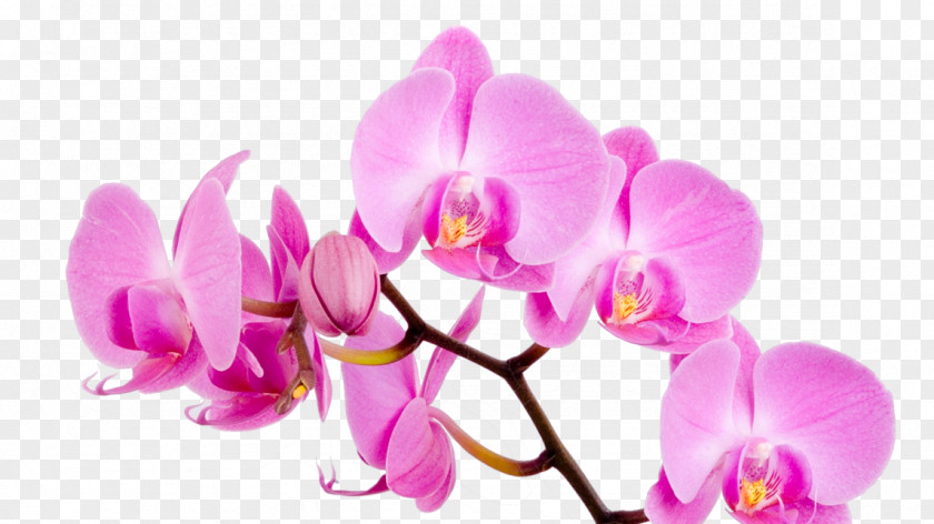 Fototapeta Orchids Style Masters & Co. Wall Wallpaper PNG