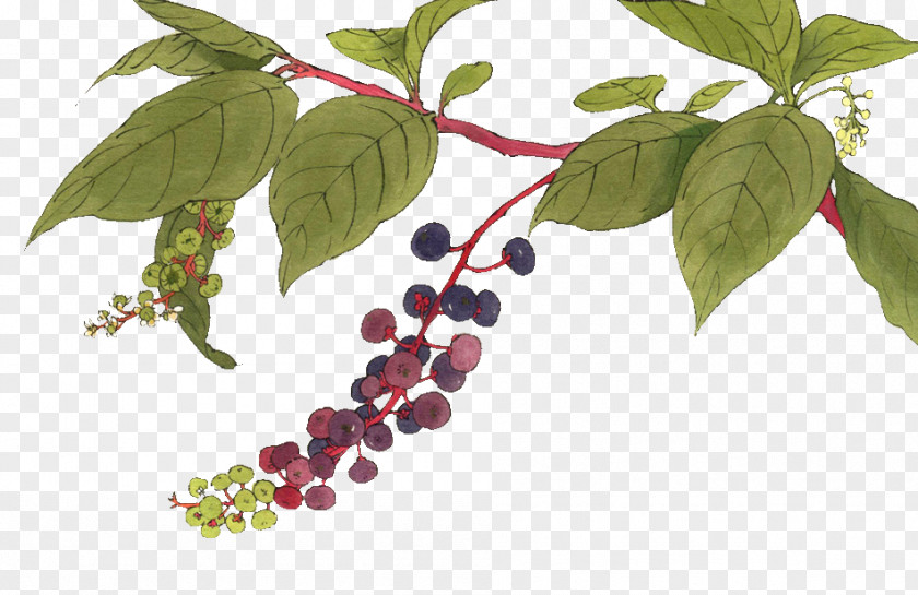 Hand-painted Blueberry Adobe Illustrator PNG
