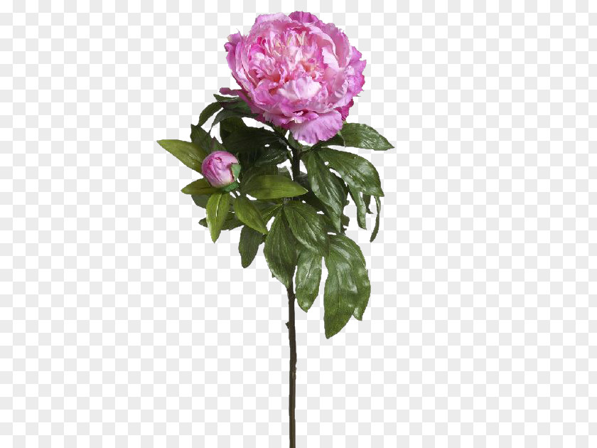 Hydrangea Cabbage Rose Garden Roses Flowerpot Cut Flowers PNG