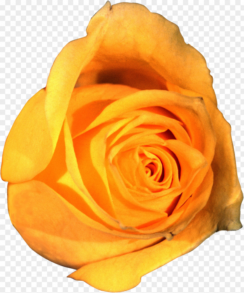 Orange Garden Roses Flower Beach Rose Clip Art PNG