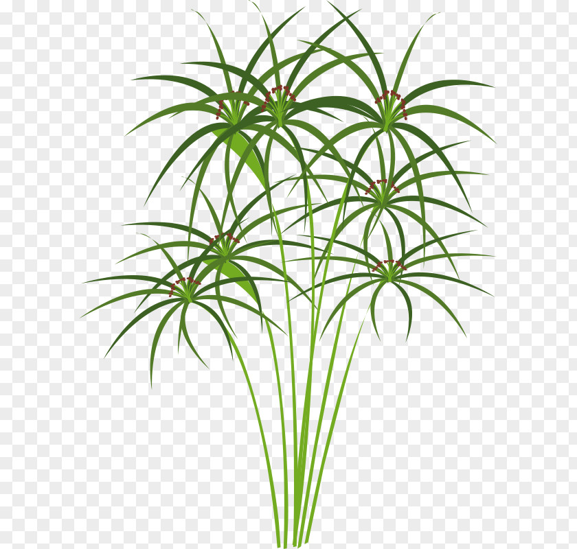 Papyrus Cyperus Ancient Egypt Drawing Clip Art PNG